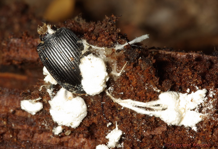 Enoplopus dentipes  e Helops sp.